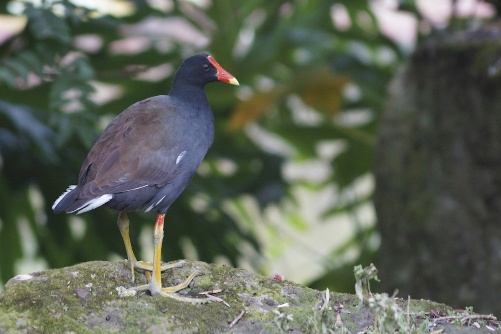 hawaiian moorhen native bird of kauai